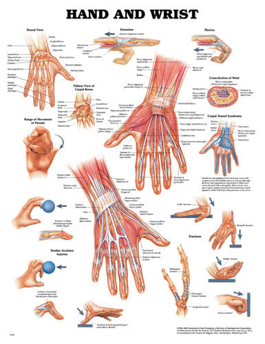 The Hand & Wrist Chart